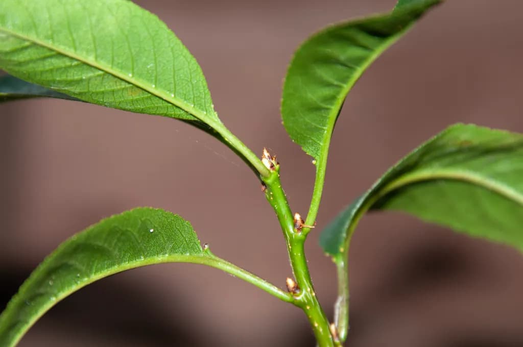 Cherry Sapling Growth