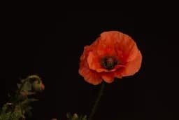 Red Poppy in Shadow