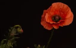 Poppy in Bloom
