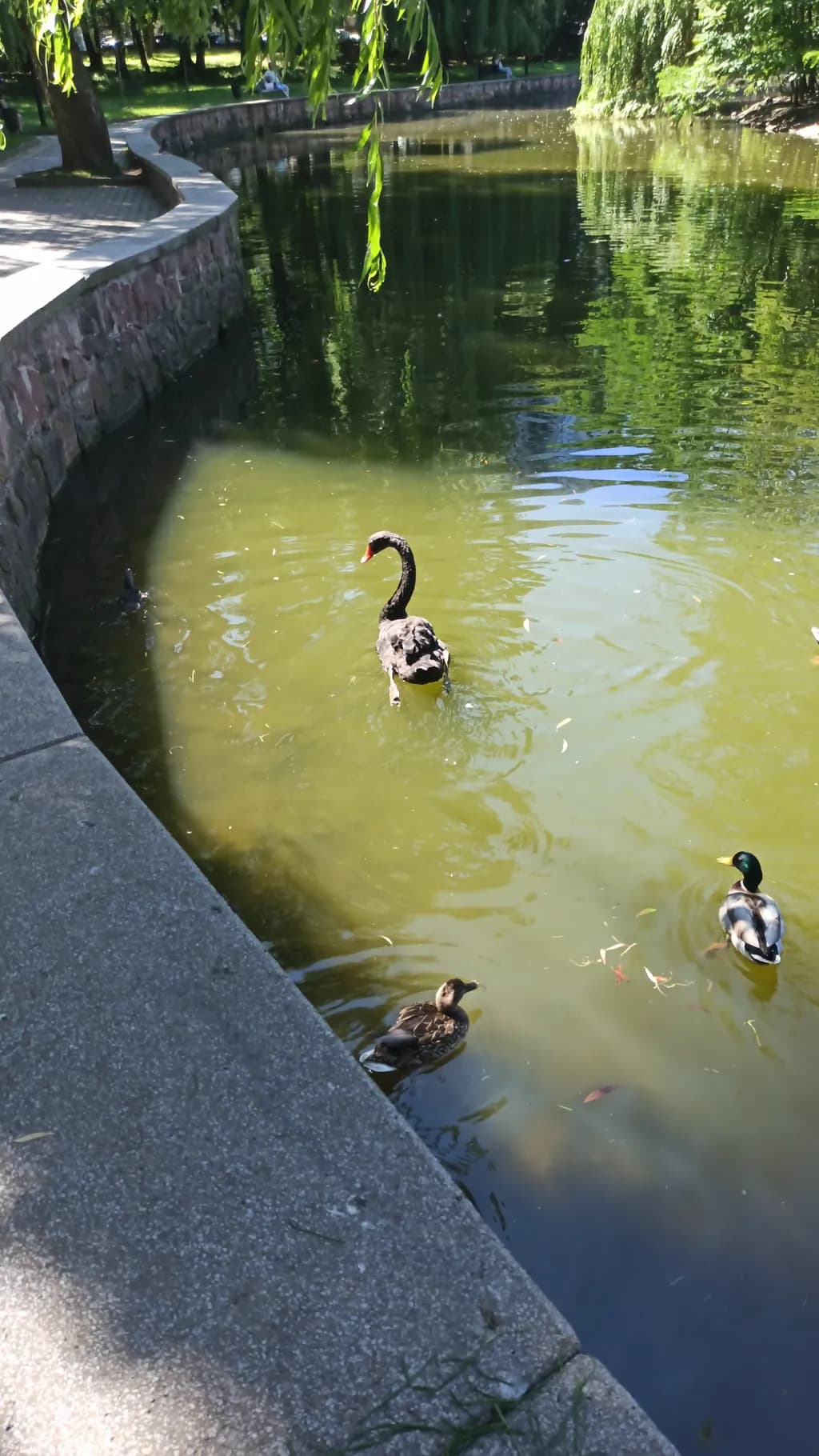 Pond Companions