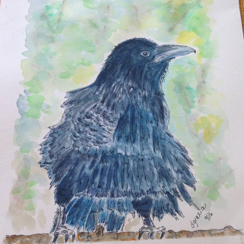 Sturdy Raven