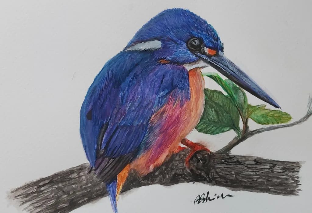 Vivid Kingfisher