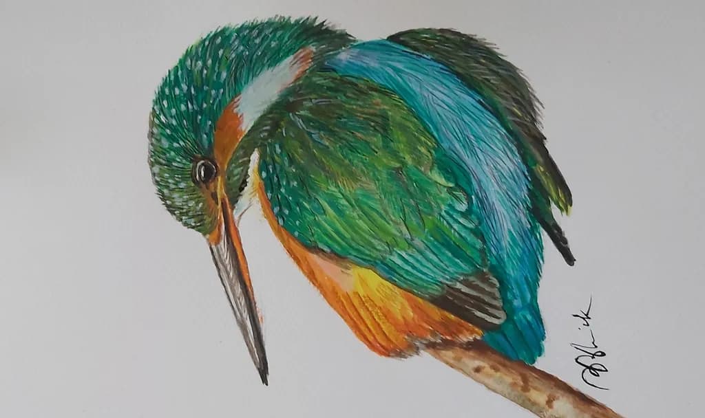 Colorful Kingfisher