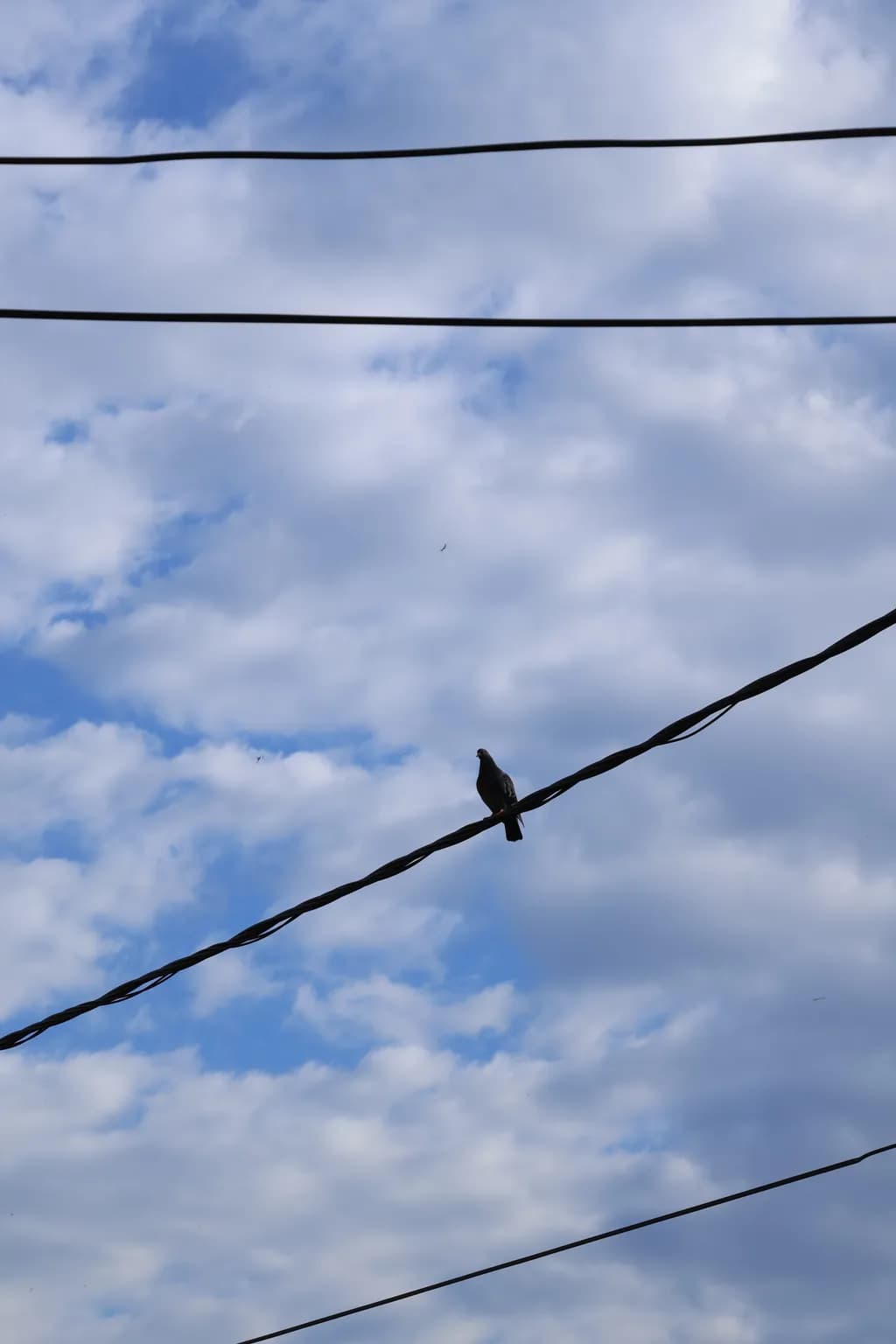 Perched Among Lines