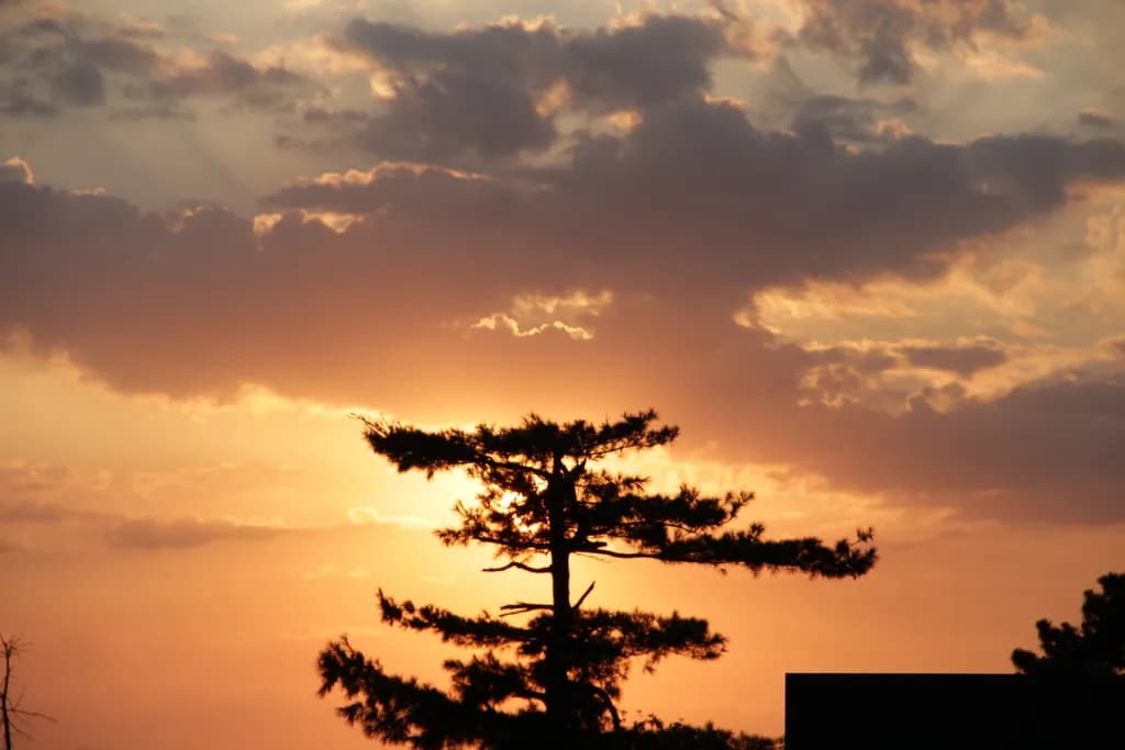 Silhouette Sunset