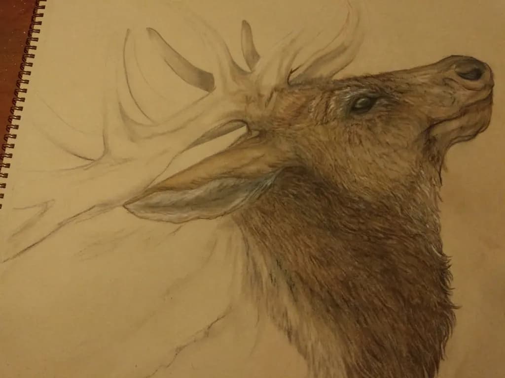 Majestic Elk Profile