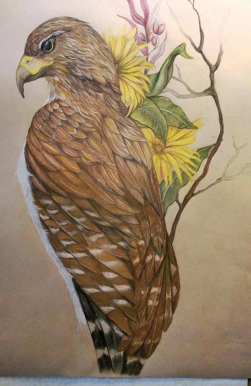 Sunlit Hawk