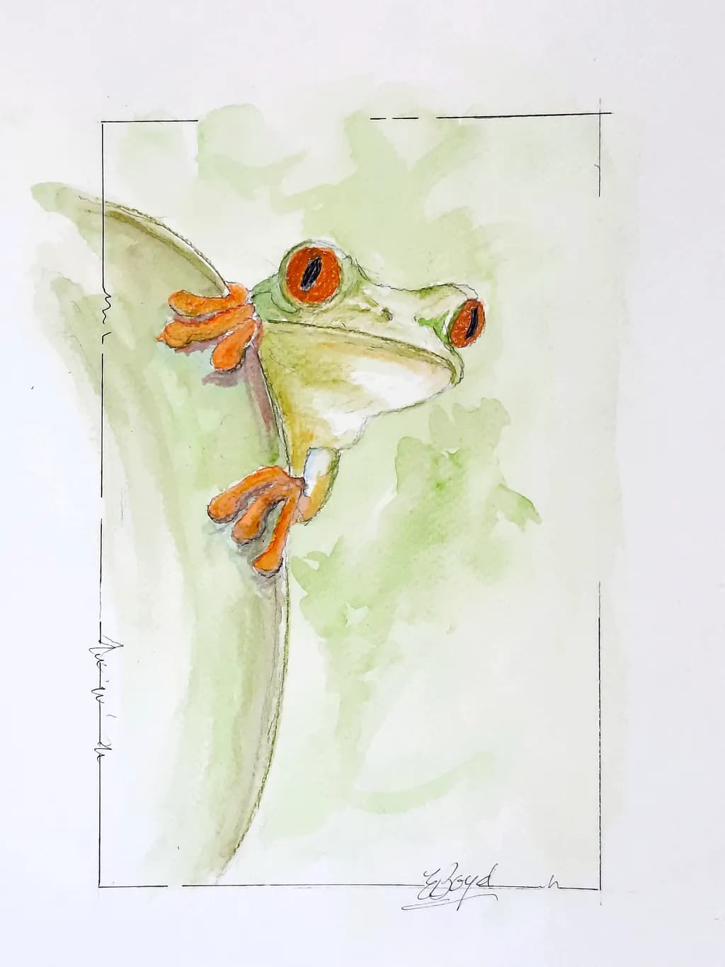 Curious Red-Eyed Treefrog