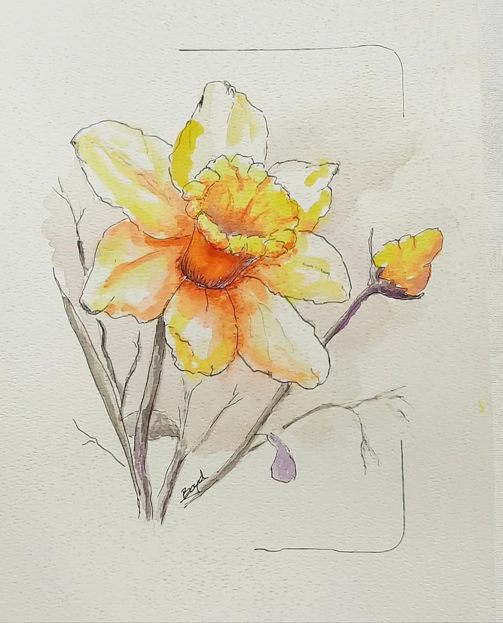 Daffodil Sketch