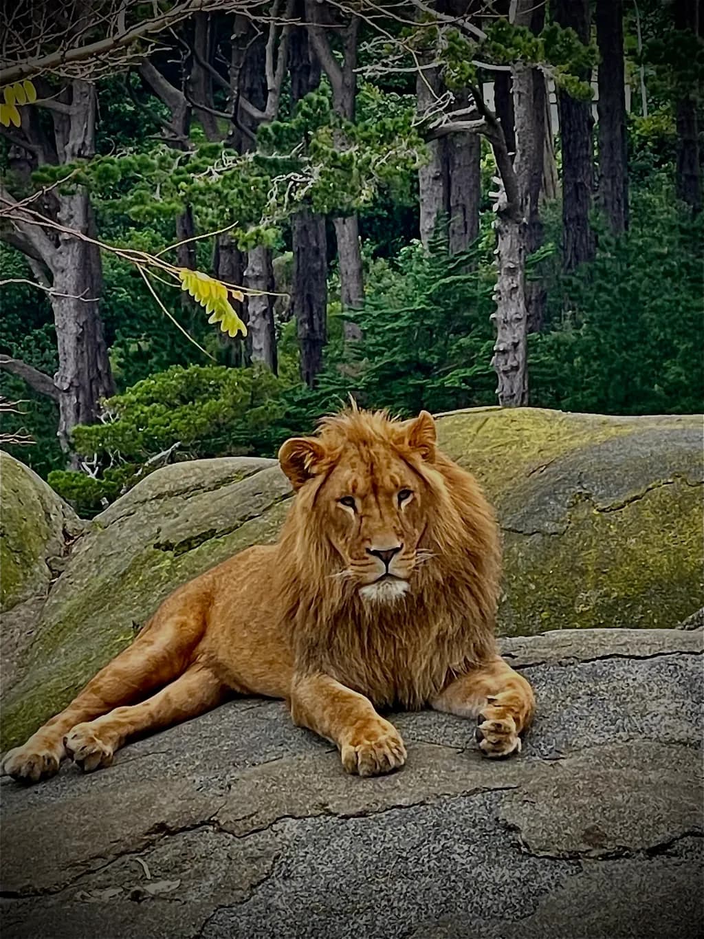 Regal Resting