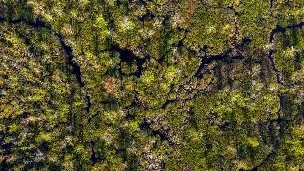 Wetland Tapestry
