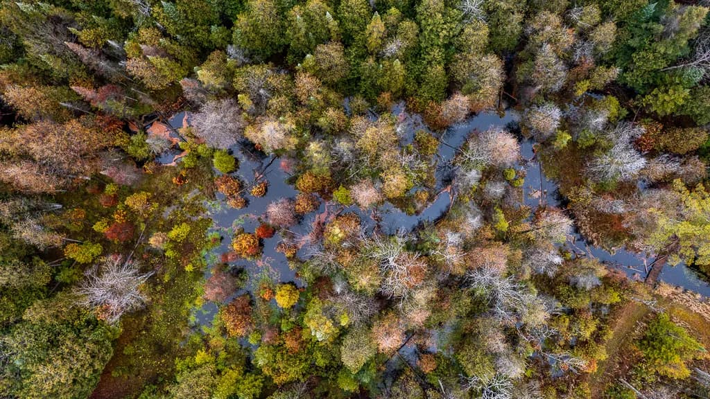 Tangled Wetland