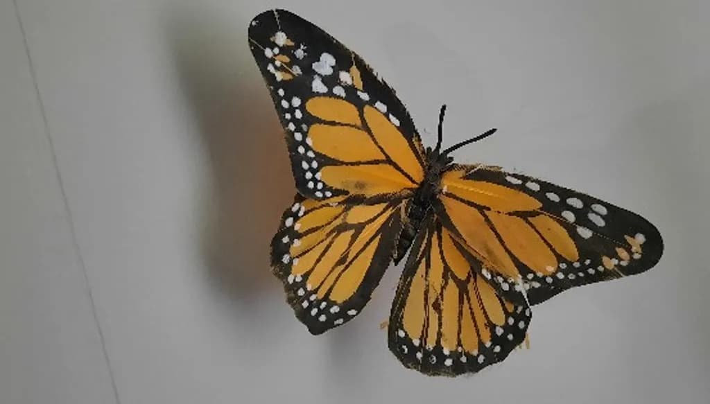 Monarch Grace