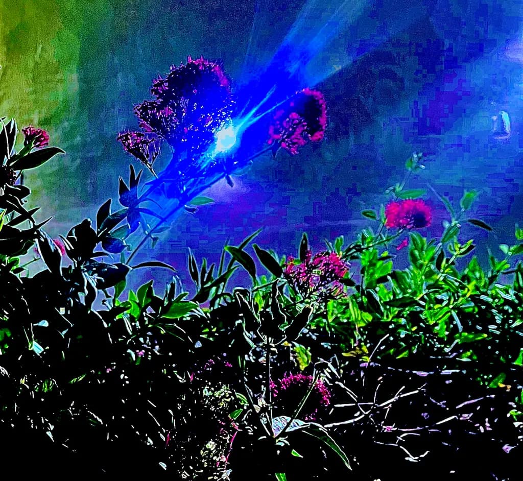 Midnight Bloom