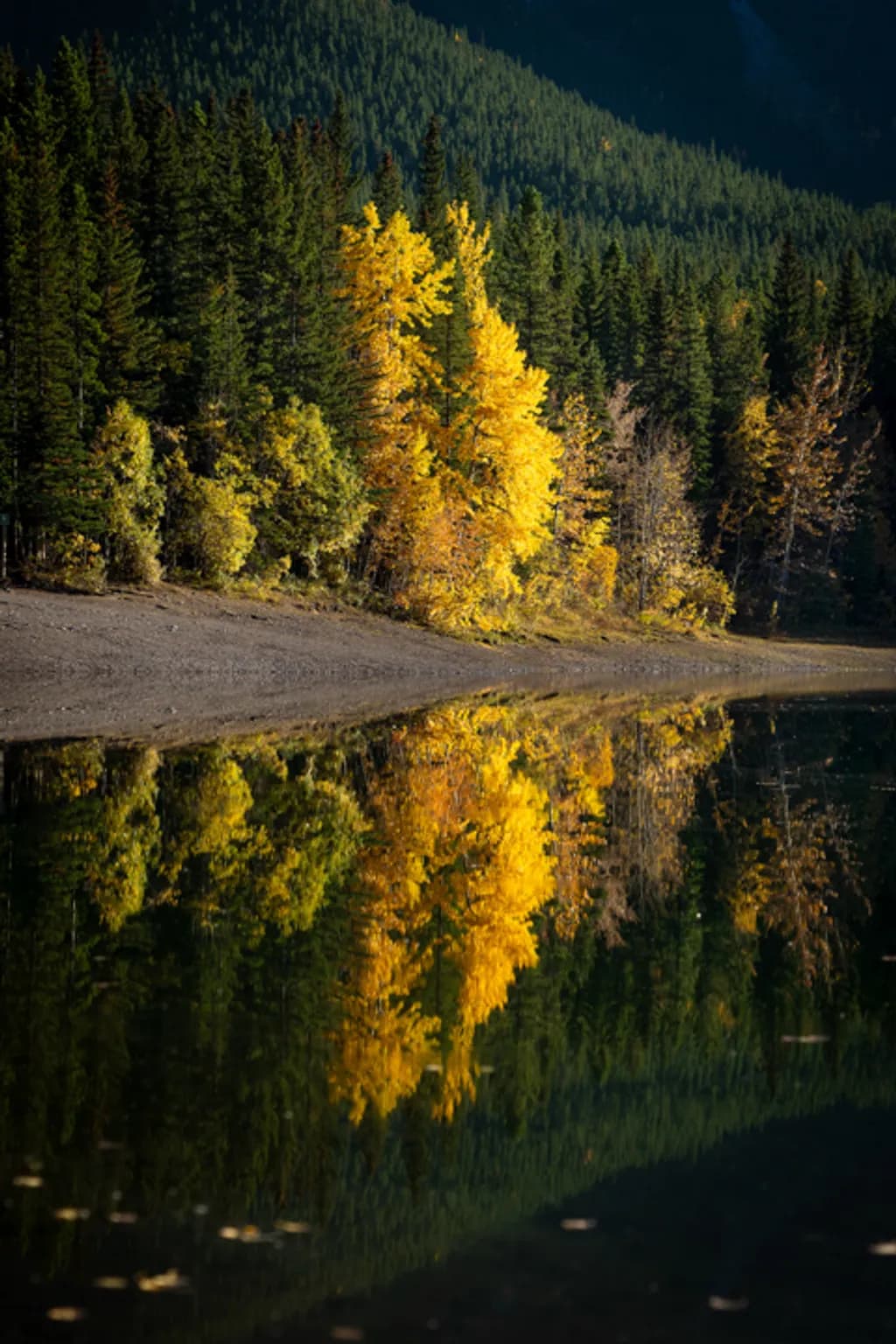 Golden Reflection