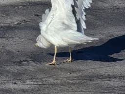 White Bird, Long Shadow