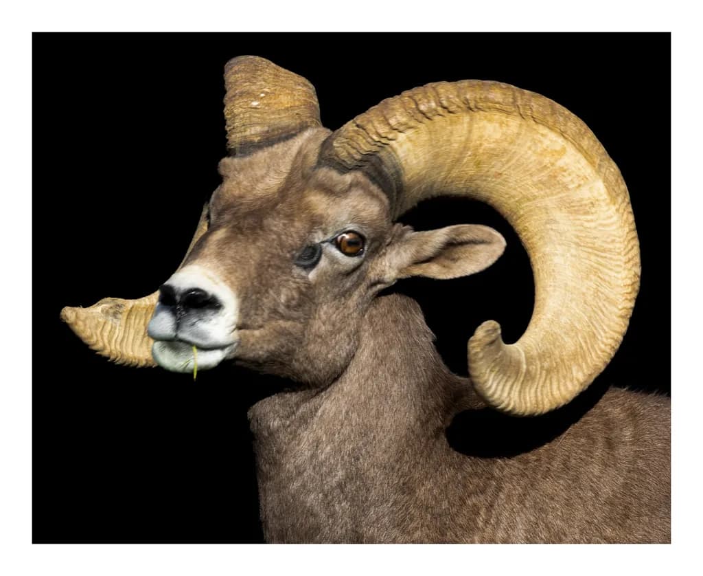 Desert Monarch – Desert Bighorn Sheep