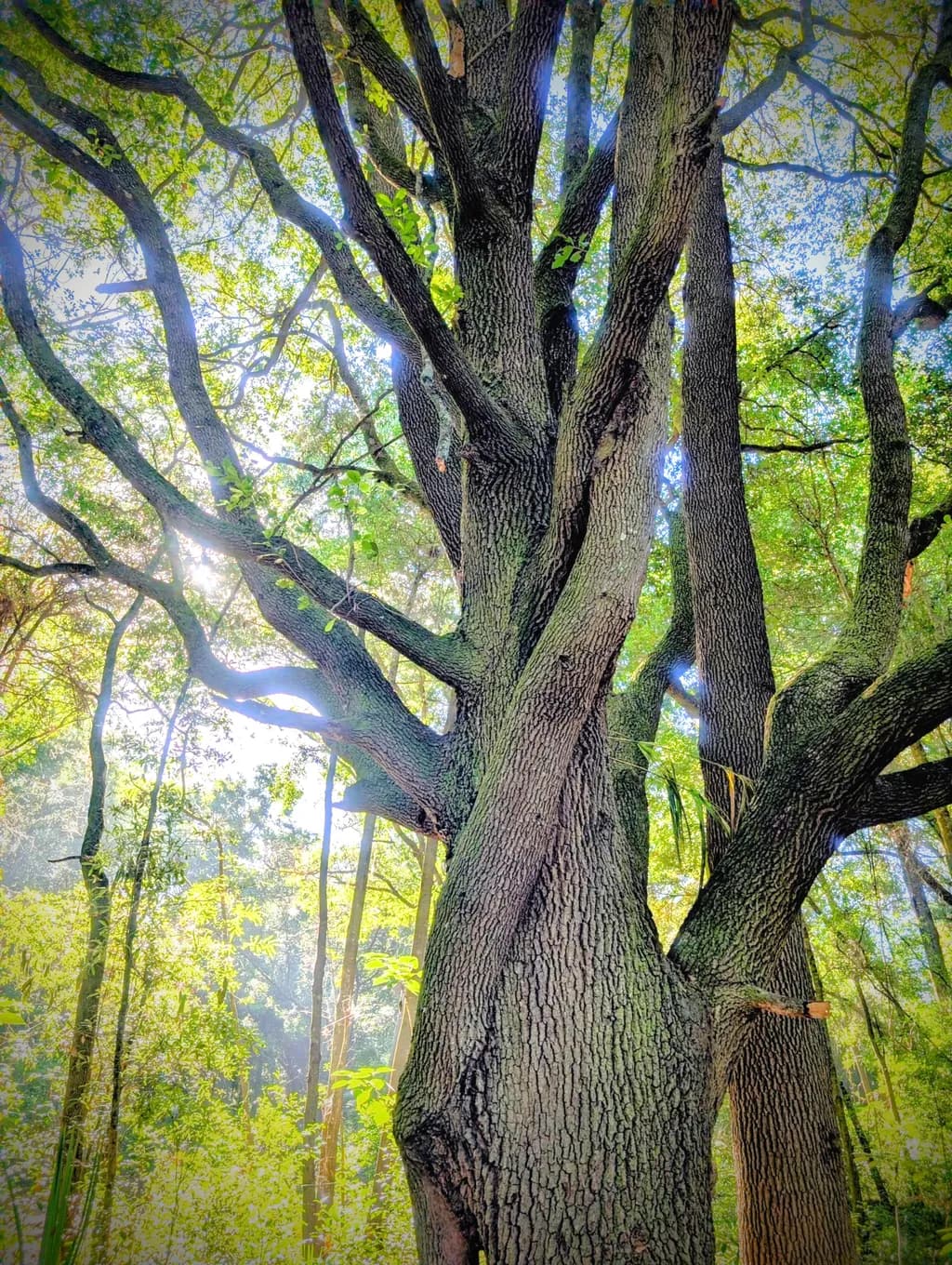 Forest Tree Majesty