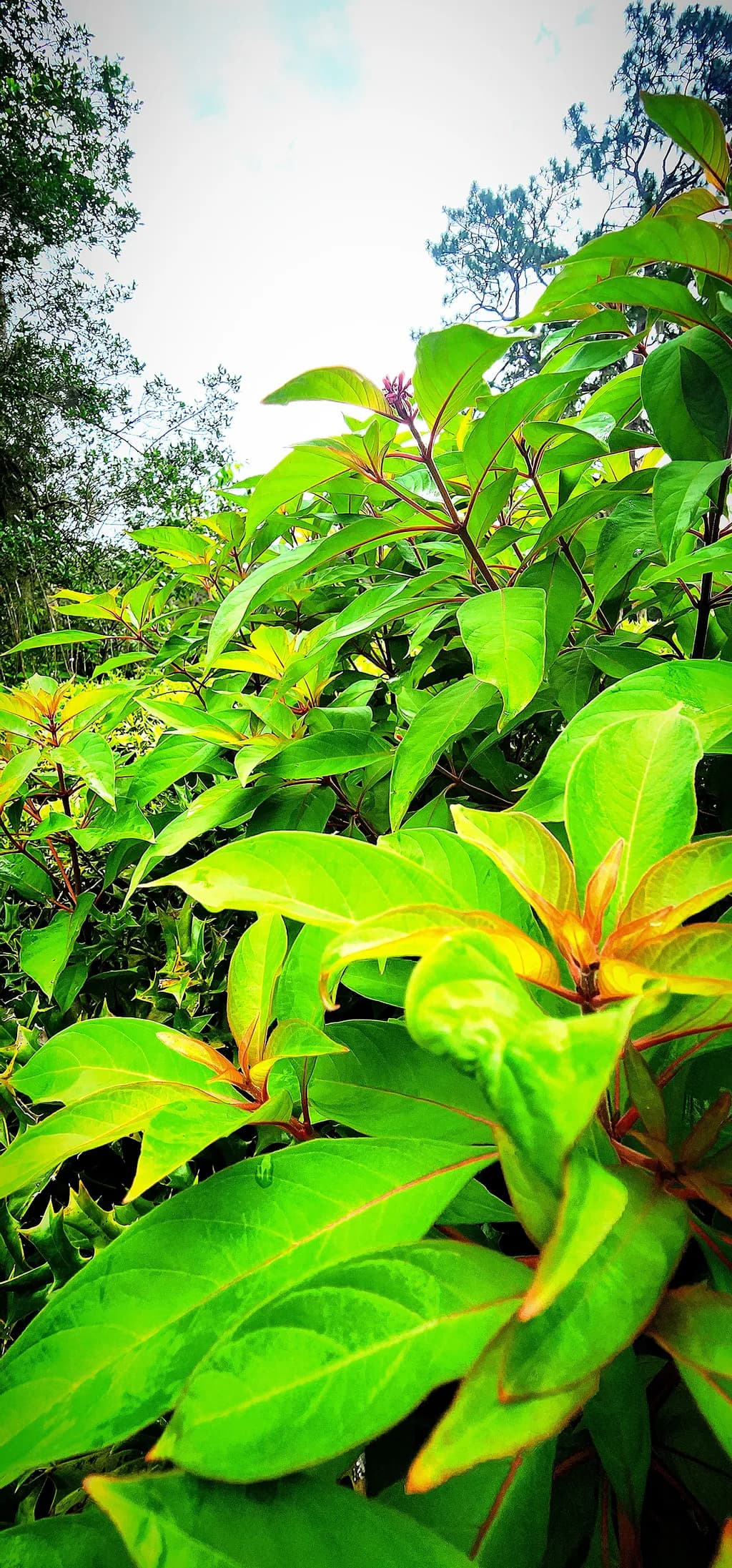 Lush Leaf Hustle