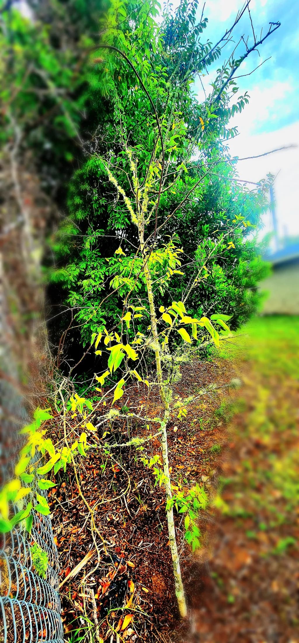 Garden Tree Glow