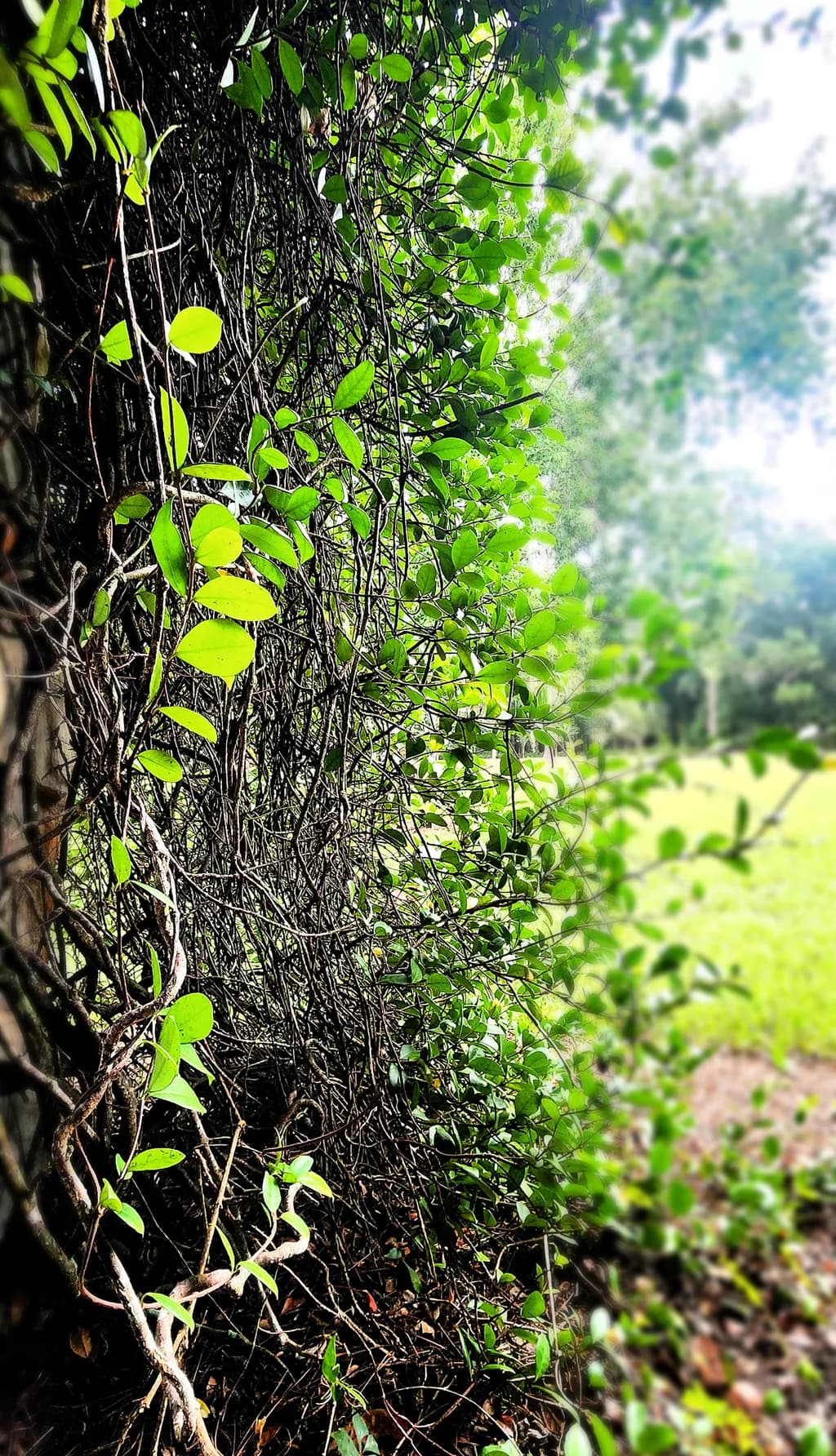 Garden Vines Unleashed