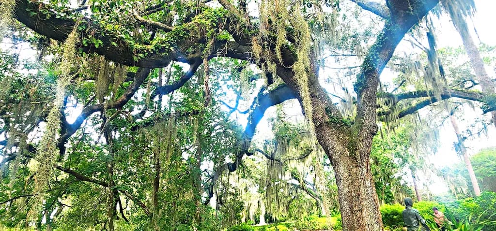 Spanish Moss Oak