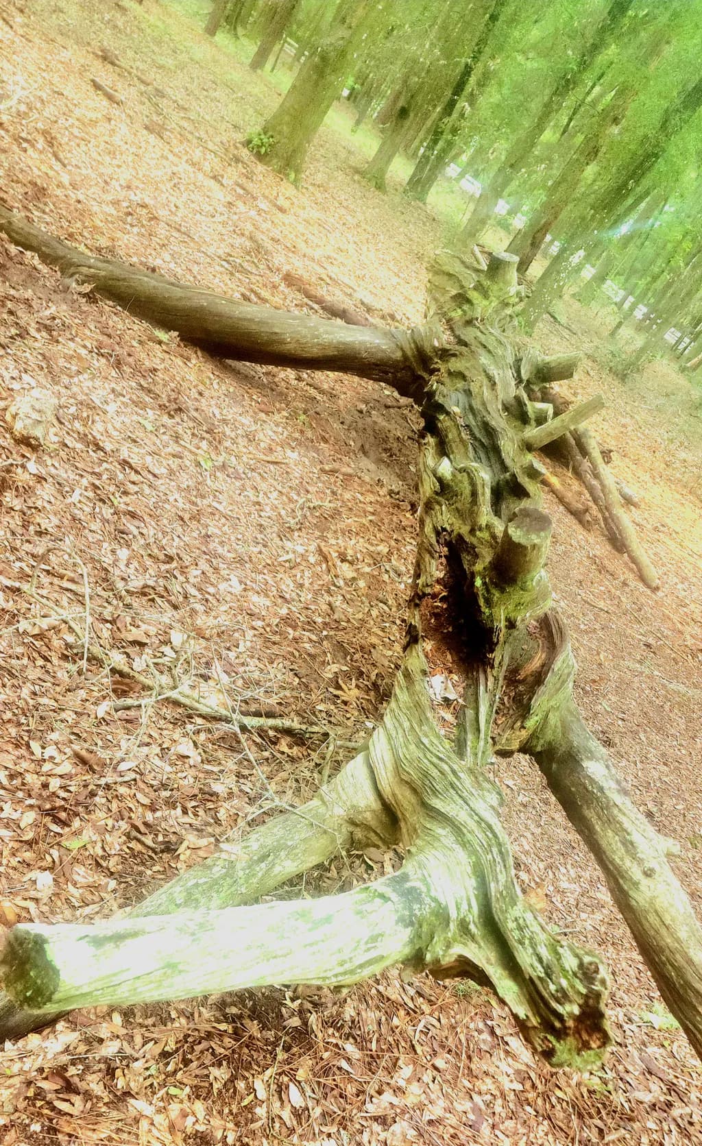 Forest Log Standoff