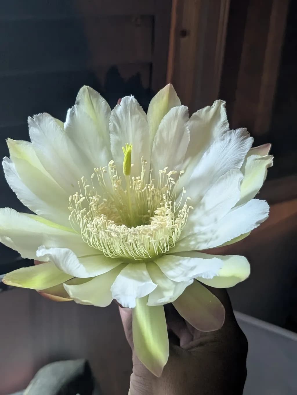 Luminous Bloom