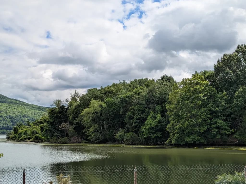 Lakeview Thicket