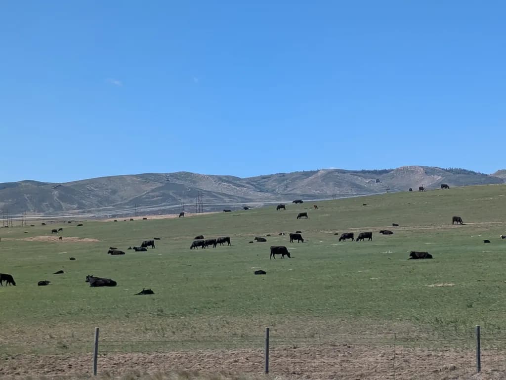 Hillside Pasture