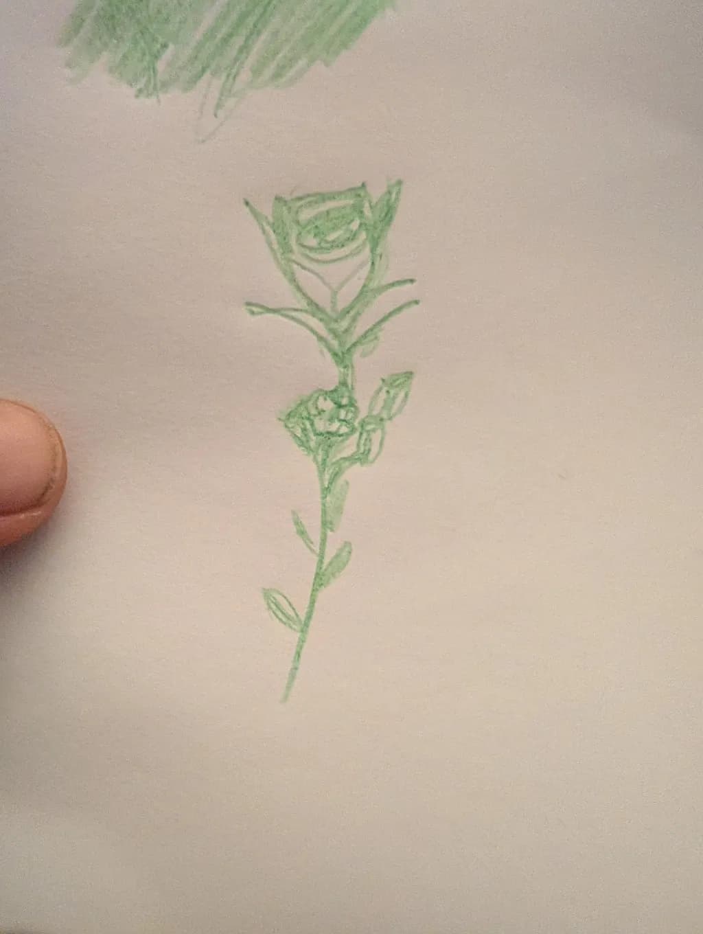 Green Rose Sketch