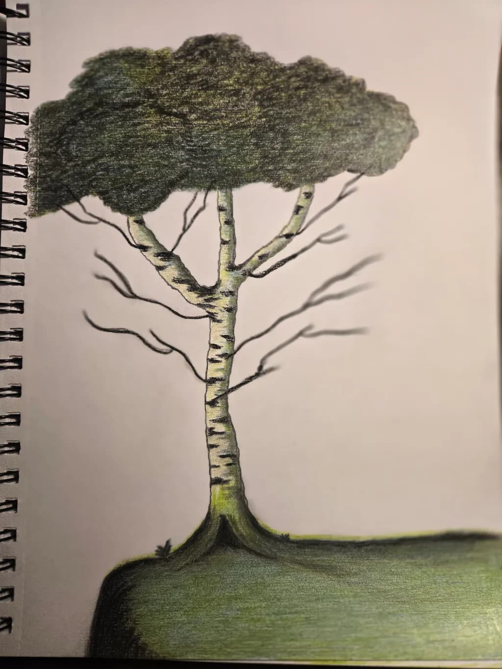 Birch Silhouette