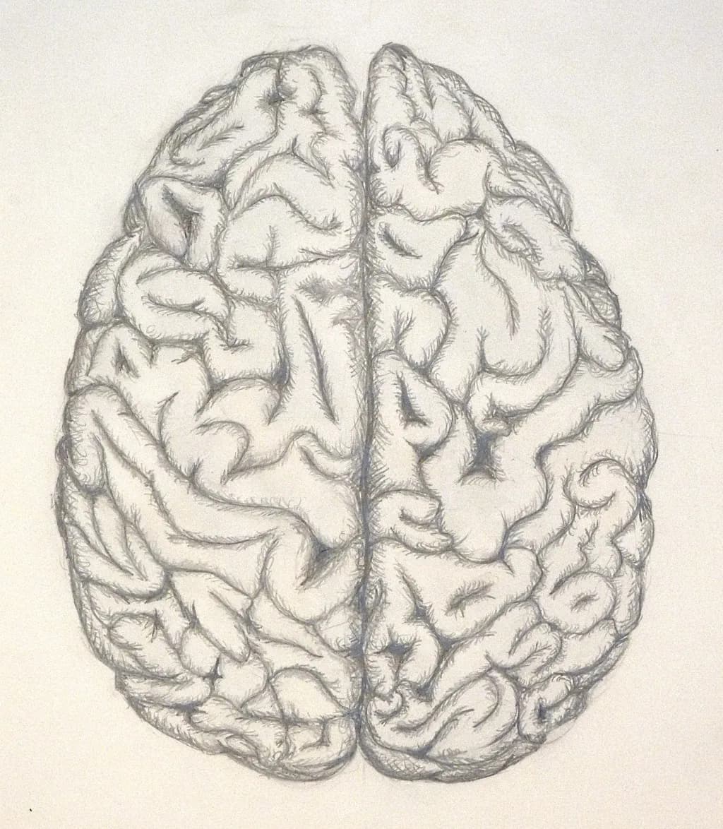 Brain Study