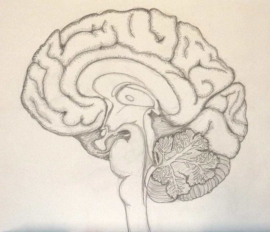 Brain Anatomy Study