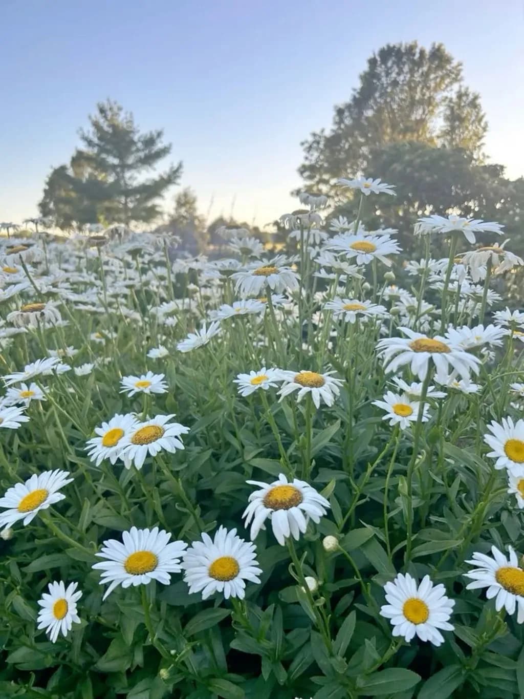 Daisy Meadow