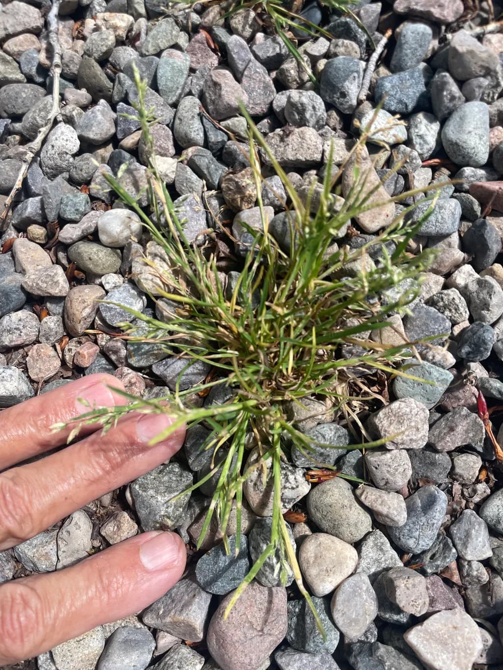 Green Sprout Amid Stones