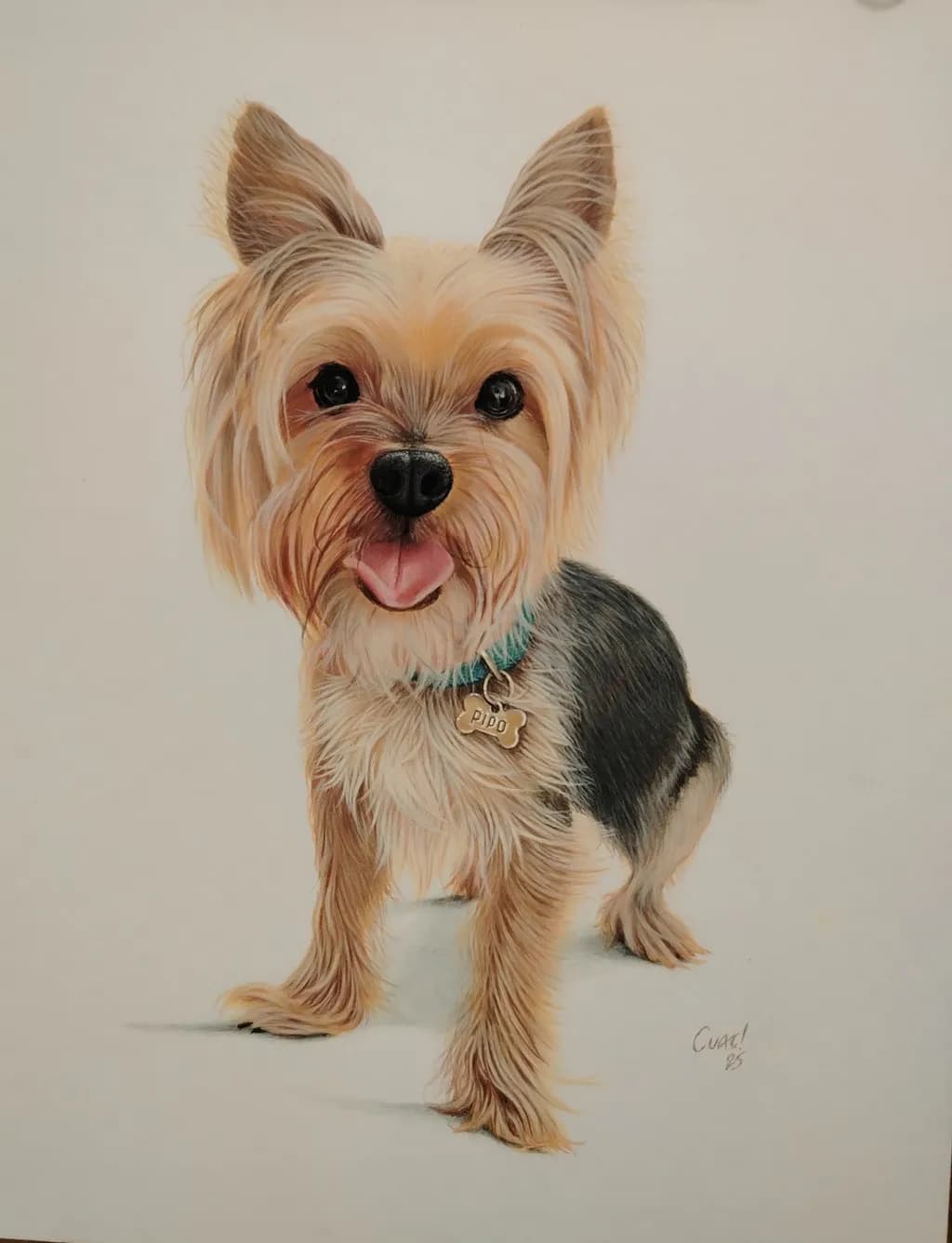 Yorkie Pipo