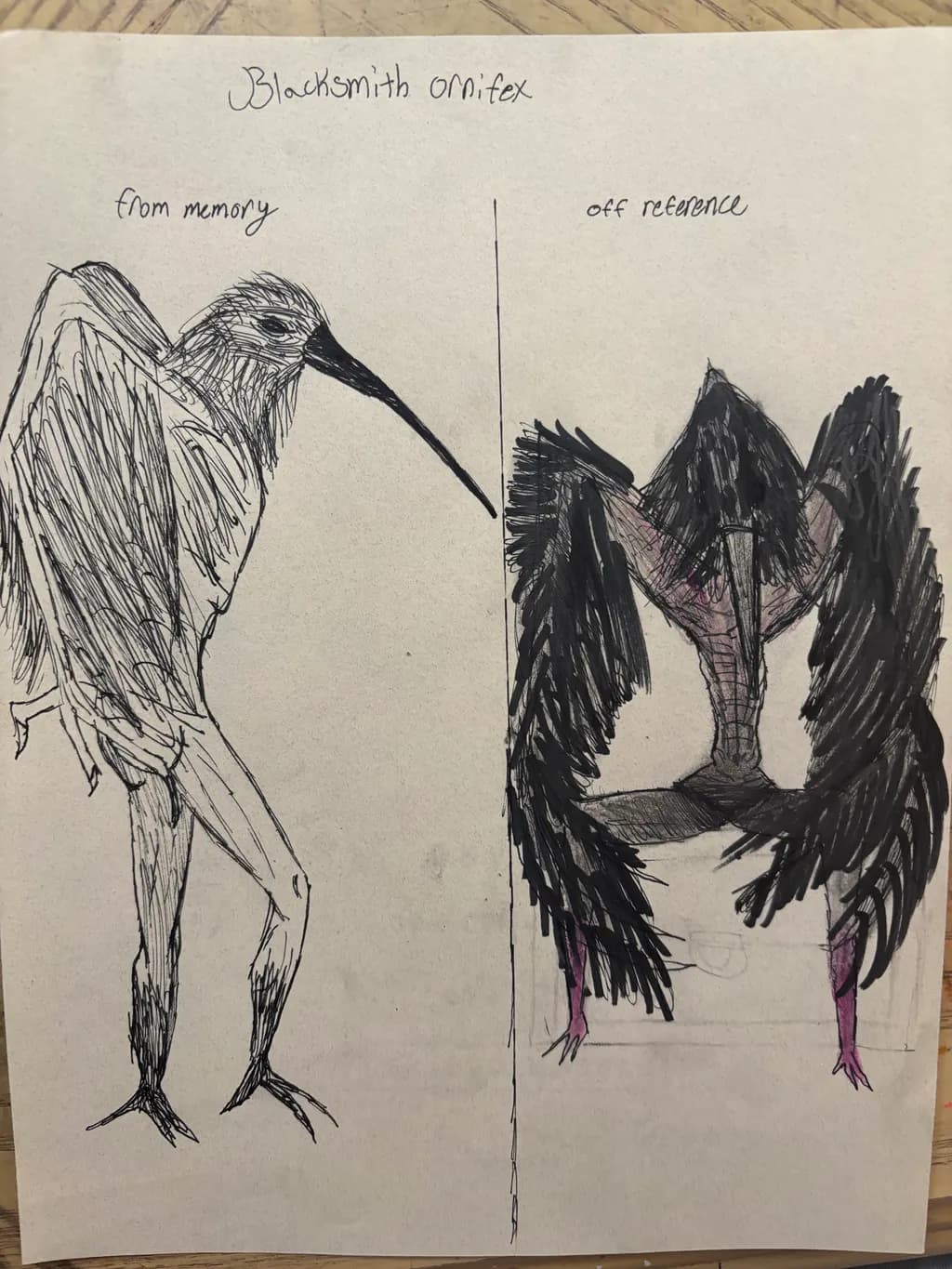 Blacksmith Ornifex Bird Studies