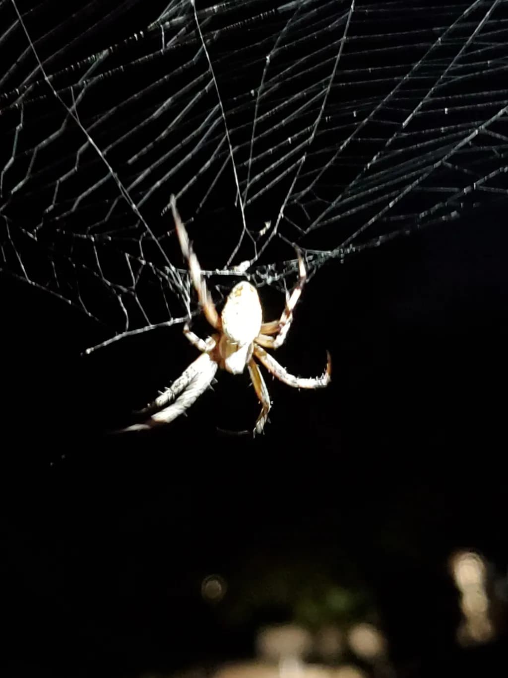 Nocturnal Spider Web