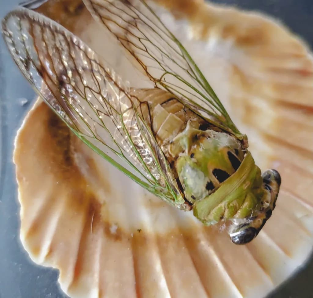 Cicada Resting