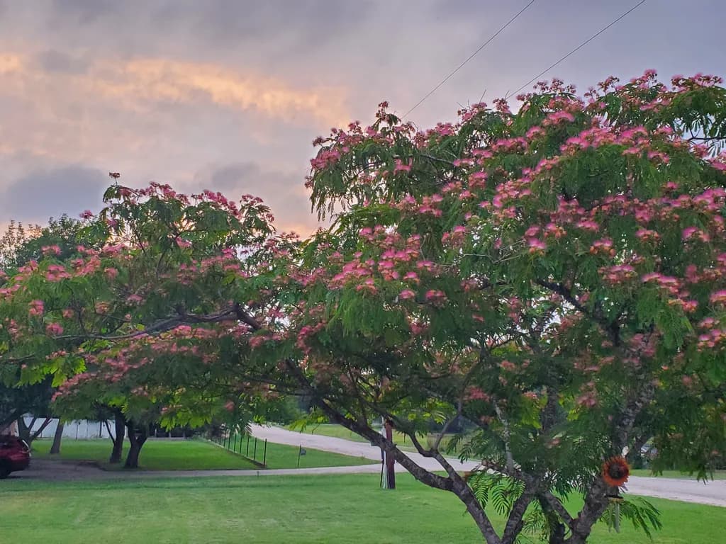 Blossom Dusk