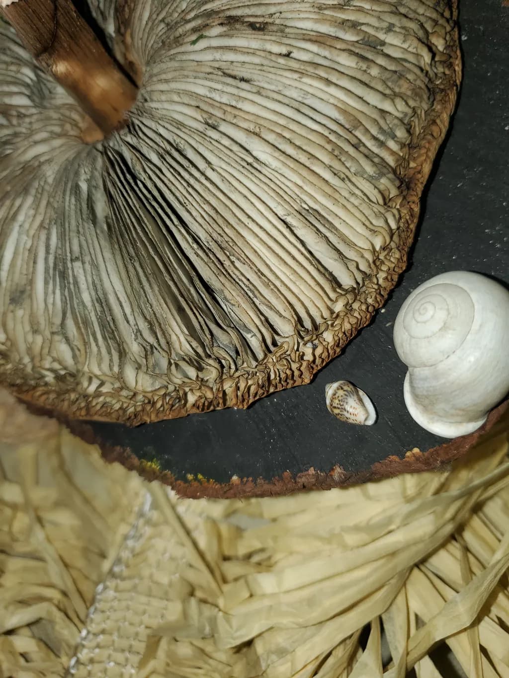 Nature's Layers