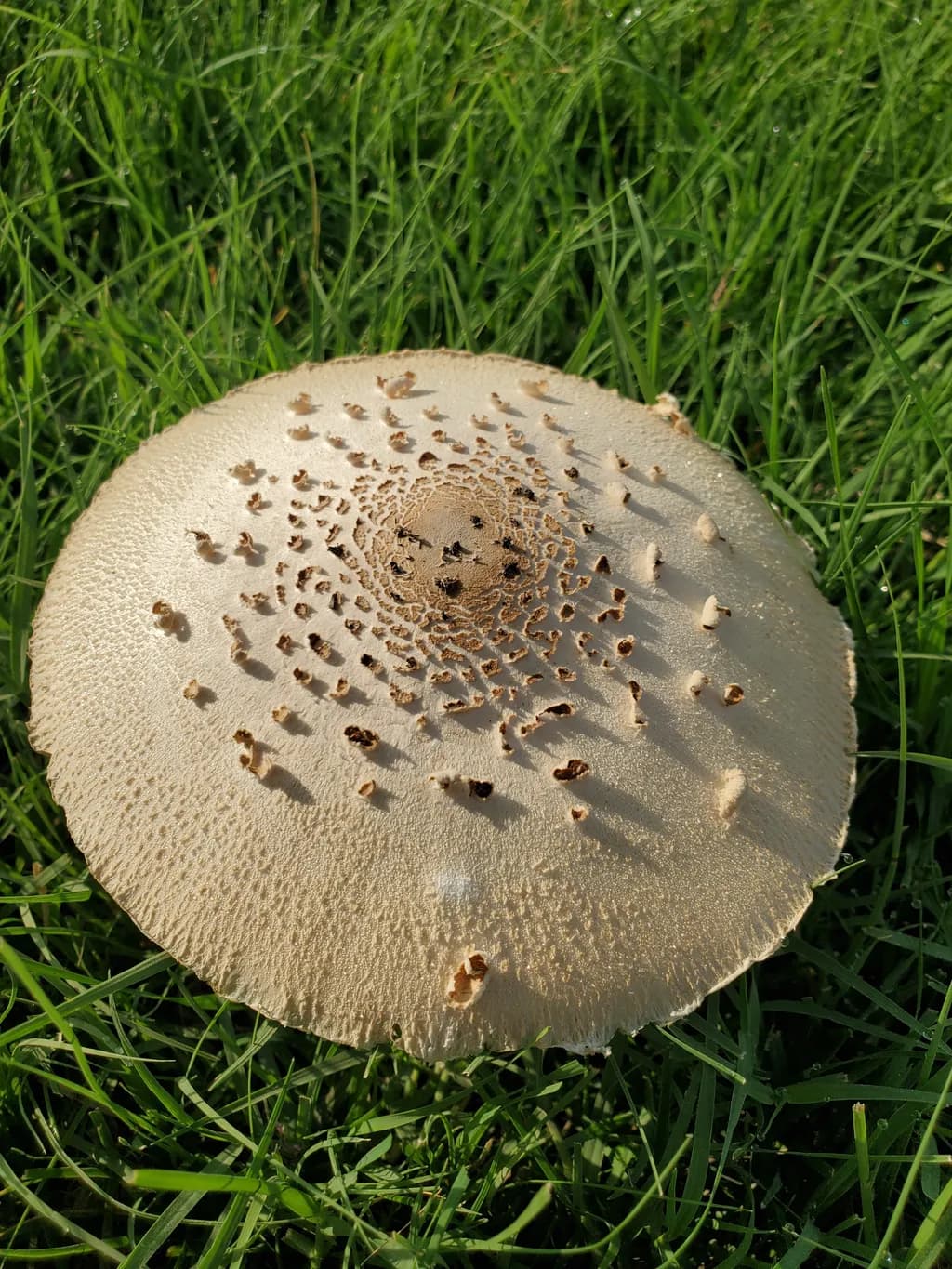 Spotted Cap Mushroom