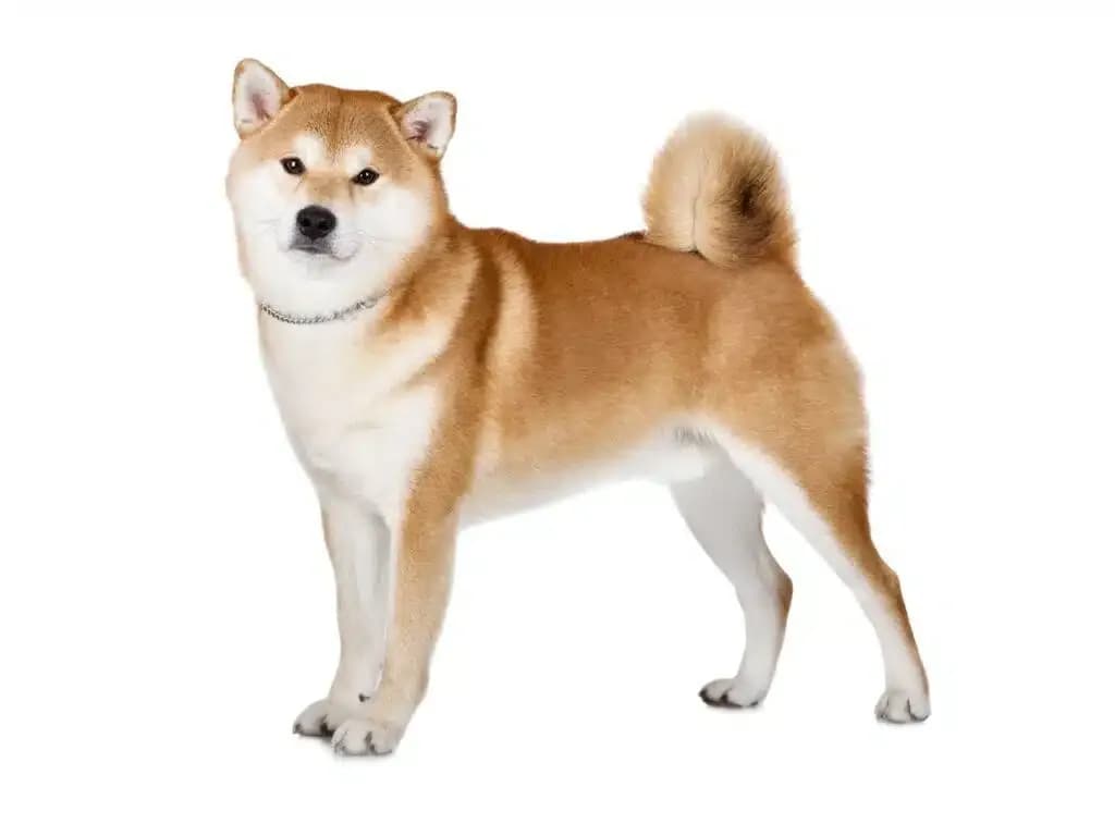 Shiba Elegance