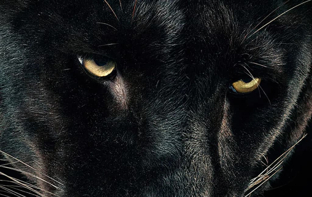 Luna Panther Portrait