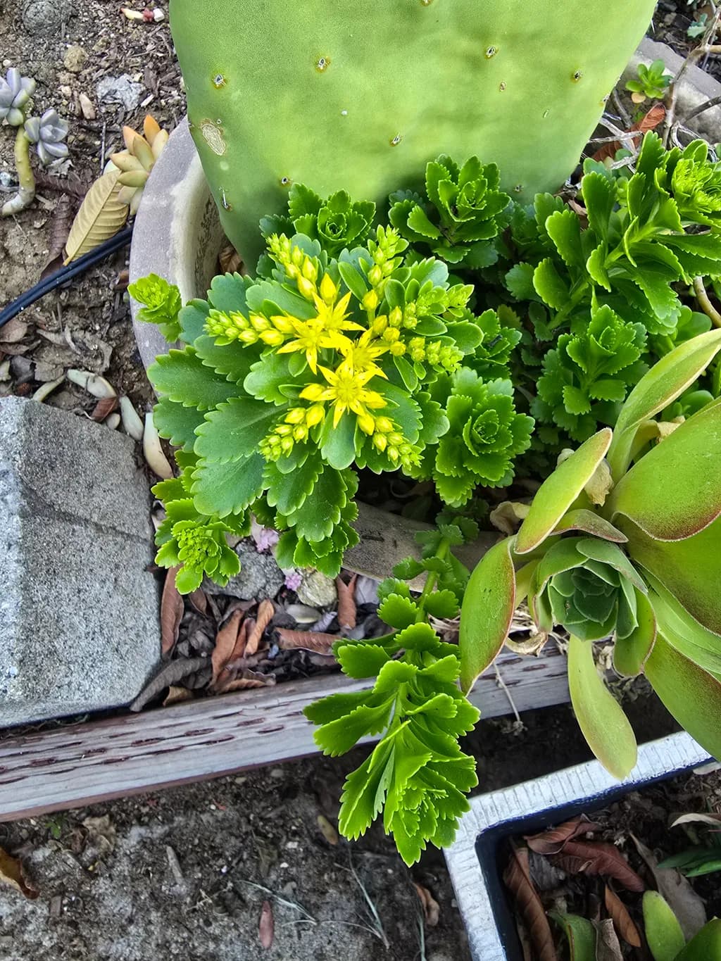 Yellow Blossom Cluster