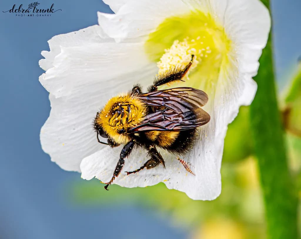 Bee on Flower