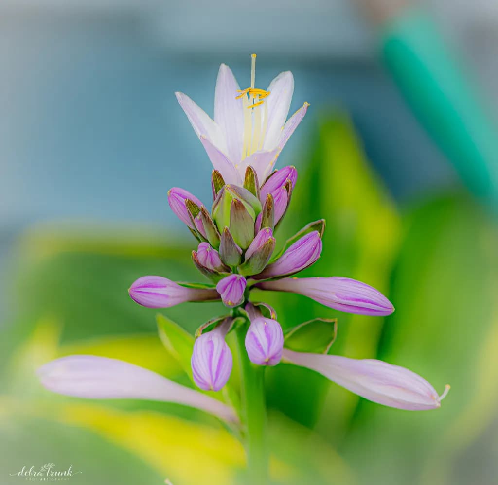 Topaz Bloom