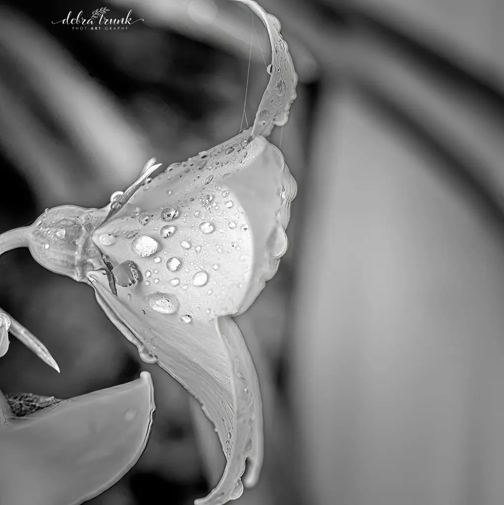 Flower Dew Macro