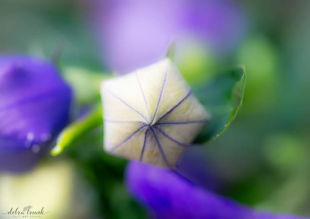 Topaz Bloom Close-Up
